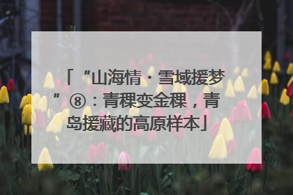 “山海情・雪域援梦”⑧：青稞变金稞，青岛援藏的高原样本