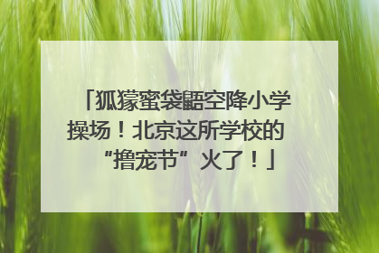 狐獴蜜袋鼯空降小学操场！北京这所学校的“撸宠节”火了！