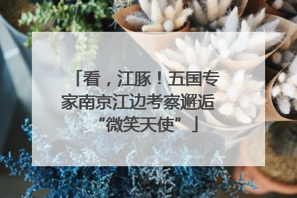 看，江豚！五国专家南京江边考察邂逅“微笑天使”