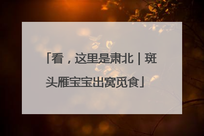 看，这里是肃北｜斑头雁宝宝出窝觅食