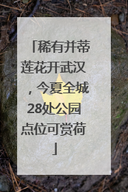 稀有并蒂莲花开武汉，今夏全城28处公园点位可赏荷