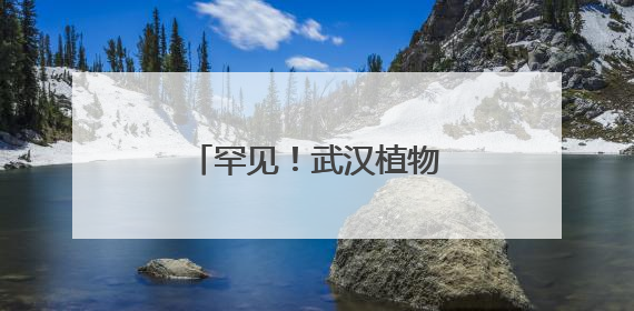 罕见！武汉植物园双色睡莲绽放