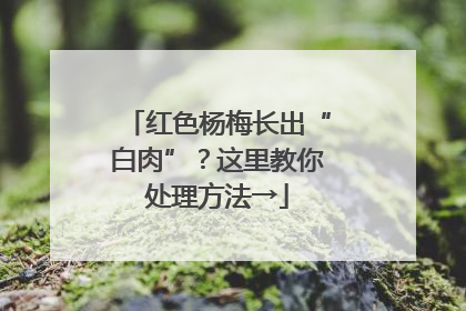 红色杨梅长出“白肉”？这里教你处理方法→
