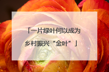 一片绿叶何以成为乡村振兴“金叶”
