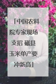 中国农科院专家现场支招 磁县玉米单产要冲新高