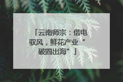 云南师宗：借电驭风，鲜花产业“破圈出海”