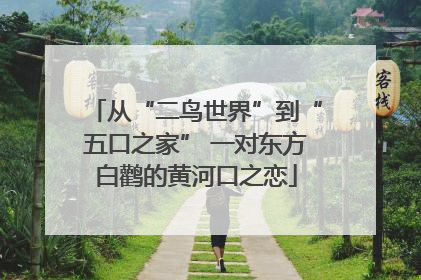 从“二鸟世界”到“五口之家” 一对东方白鹳的黄河口之恋