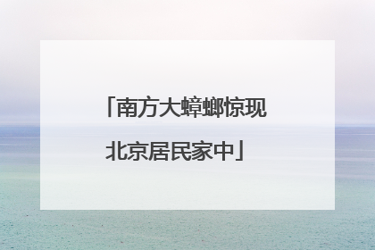 南方大蟑螂惊现北京居民家中