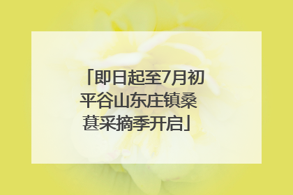即日起至7月初 平谷山东庄镇桑葚采摘季开启