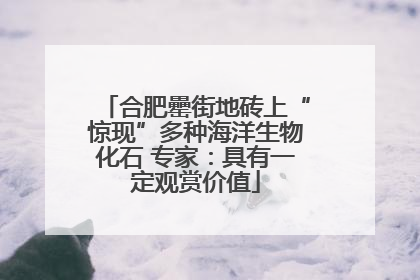 合肥罍街地砖上“惊现”多种海洋生物化石 专家：具有一定观赏价值