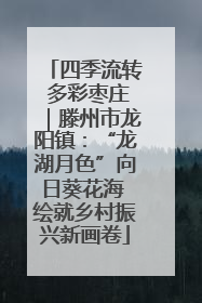 四季流转 多彩枣庄｜滕州市龙阳镇：“龙湖月色”向日葵花海 绘就乡村振兴新画卷