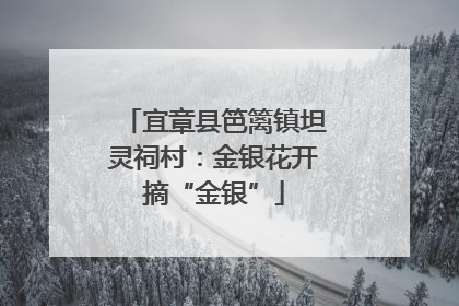宜章县笆篱镇坦灵祠村：金银花开摘“金银”