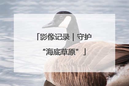 影像记录｜守护“海底草原”