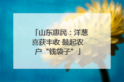 山东惠民：洋葱喜获丰收 鼓起农户“钱袋子”
