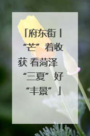 府东街丨“芒”着收获 看菏泽“三夏”好“丰景”
