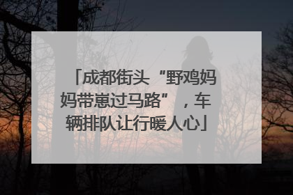 成都街头“野鸡妈妈带崽过马路”，车辆排队让行暖人心