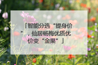 智能分选“提身价”，仙居杨梅优质优价变“金果”