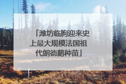 潍坊临朐迎来史上最大规模法国祖代朗德鹅种苗