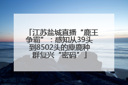 江苏盐城直播“鹿王争霸”：感知从39头到8502头的麋鹿种群复兴“密码”