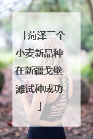 菏泽三个小麦新品种在新疆戈壁滩试种成功