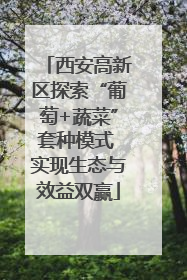 西安高新区探索“葡萄+蔬菜”套种模式 实现生态与效益双赢