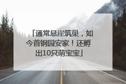 通常悬崖筑巢，如今首钢园安家！还孵出10只萌宝宝