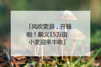 风吹麦浪，开镰啦！顺义15万亩小麦迎来丰收