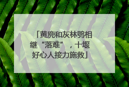 黄麂和灰林鸮相继“落难”，十堰好心人接力施救