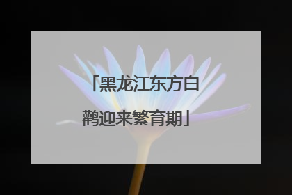 黑龙江东方白鹳迎来繁育期
