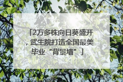 2万多株向日葵盛开，武生院打造全国最美毕业“背景墙”